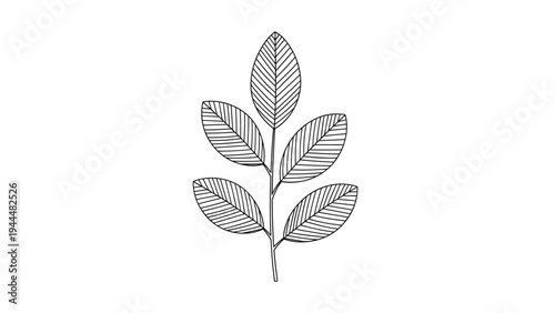 Simple line drawing of a small branch with five oval leaves featuring detailed vein patterns in a clean minimalist style for design.