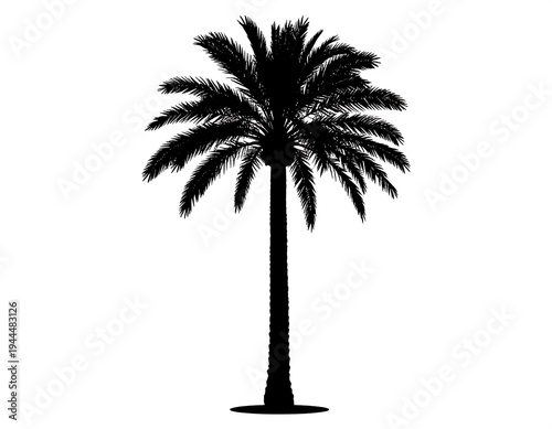Silhouette of a Palm Tree Against a White Background.