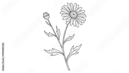 Detailed line drawing of a chamomile flower and a bud on a single stem with leaves, isolated on white for botanical illustrations.