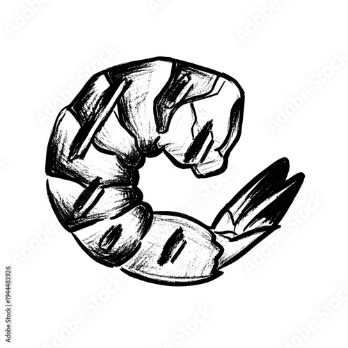 Hand-drawn black and white illustration of a curled shrimp on a white background