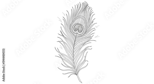 Intricate hand-drawn sketch of a single peacock feather with detailed eye pattern. Black and white line art illustration.