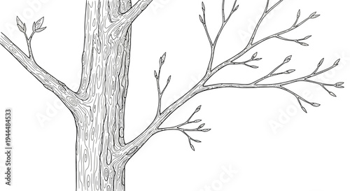 Hand-drawn illustration of a tree trunk with emerging buds and bare branches, black and white botanical sketch art for nature designs.