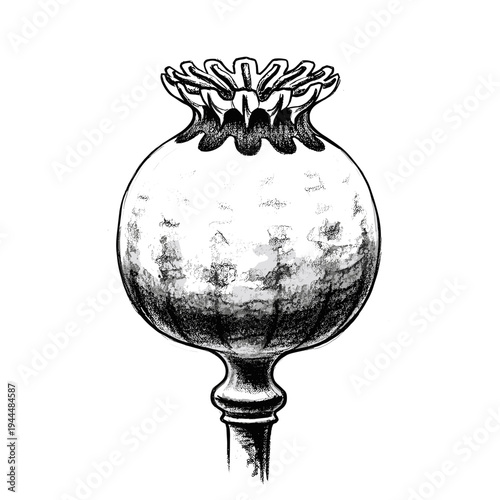 Detailed black and white illustration of a poppy seed head on a stem