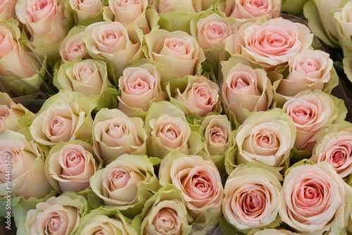 Flower market in Helsingør 2015