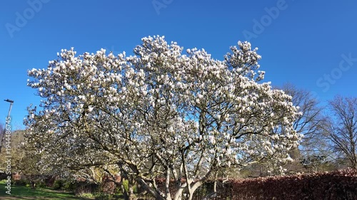 Salisbury Wiltshire England UK. 02.03.2026. Video.  Highly fragrant white Magnolia tree in full bloom. Early springtime.