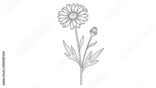 Detailed botanical line drawing of a chamomile flower and a small bud on a stem with leaves, isolated on white for natural designs.