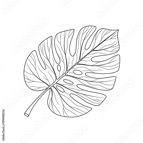 Monstera deliciosa leaf outline drawing with natural veins and holes on white background