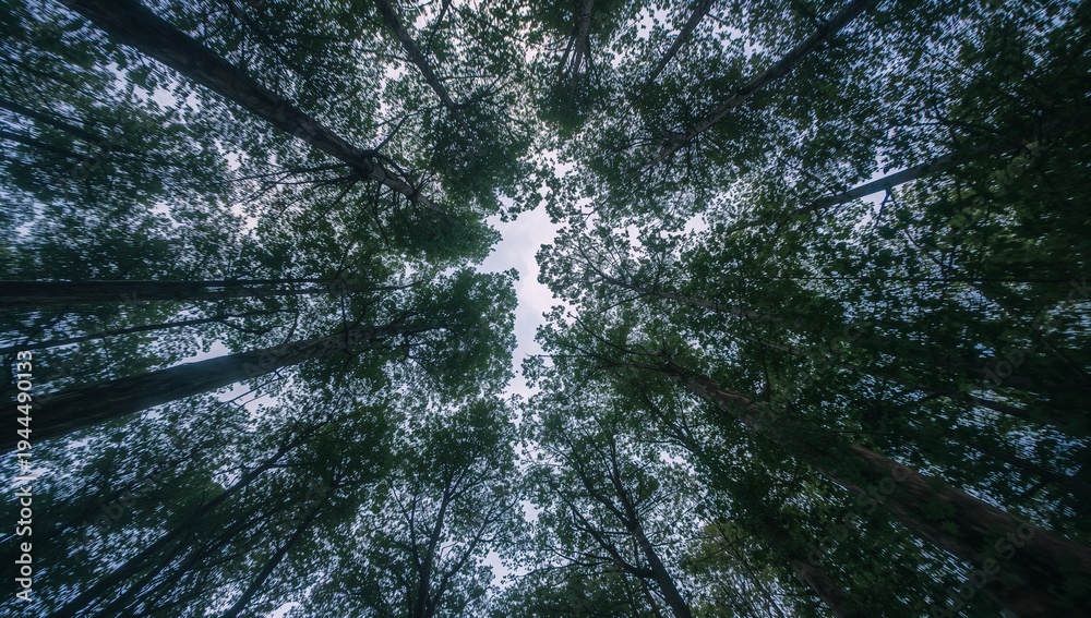 Fototapeta premium Reaching tall trunks radiating toward central cloudy sky opening in forest, with layered canopy