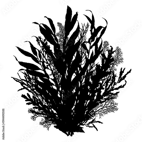 Silhouette of diverse seaweed species clustered together against a white background