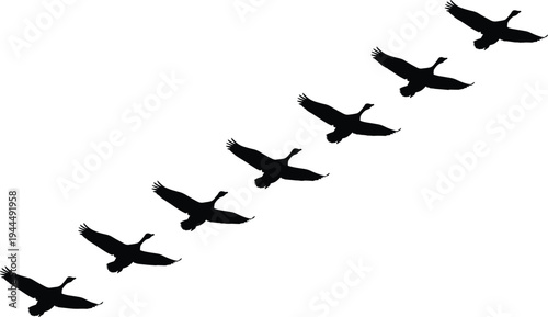 Flying geese silhouette formation, migrating wild birds in sky, wildlife migration concept, flock flight pattern, nature illustration isolated