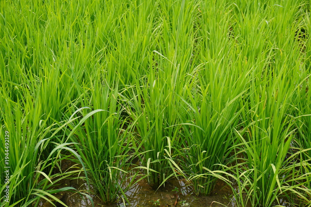 Fototapeta premium Lush Green Rice Paddy with Young Seedlings in Water