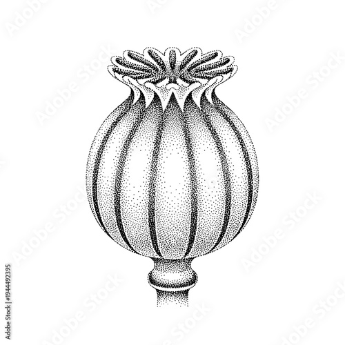 Detailed stippled illustration of a single poppy seed pod on a white background