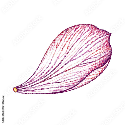 Delicate stippled illustration of a single red onion skin layer with vibrant purple hues