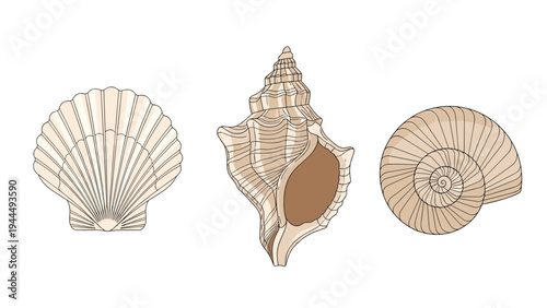 Selection of three different types of seashells including a scallop and a conch shell in soft neutral beach tones.