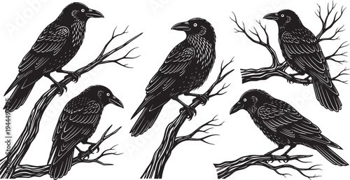 A collection of mysterious black crows perched on gnarled, bare tree branches, evoking a sense of gothic natural beauty and intriguing atmosphere in detailed vector illustrations