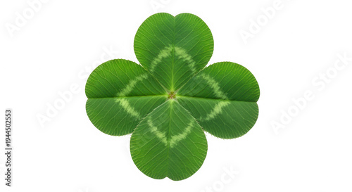 Intricate Green Four-Leaf Clover Cluster Symbol Artwork Isolated on Transparent Background