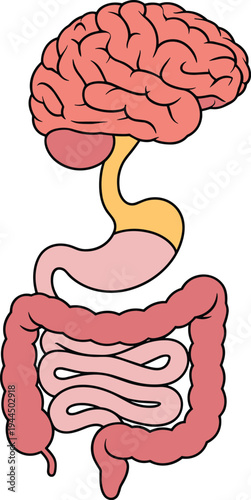 Human brain and digestive system connection illustration showing stomach and intestines for gut health concept, medical anatomy, mental health, and microbiome research.