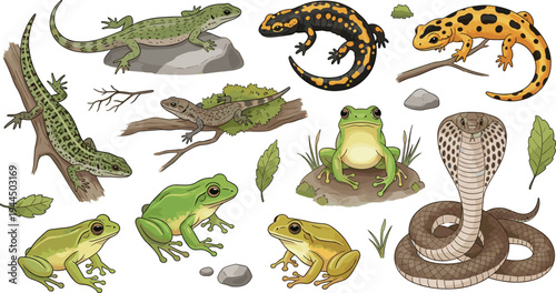 Reptile and amphibian vector collection featuring frogs lizards salamanders and cobra snake in various poses for nature wildlife education and zoology illustration designs.