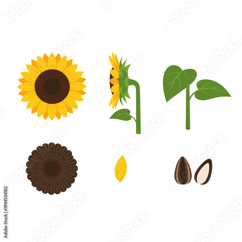 Botanical sunflower growth cycle elements including full yellow flower head, side profile, green leaves with stem, seeds in shell, and peeled kernel set.