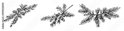 Cedar branch set with botanical engraving style featuring pine cones, needles, foliage with coniferous and woody textures
