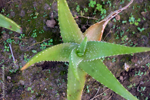 Aloe barbadensis miller Aloe Vera Plant Fresh Green Succulent Leaves.