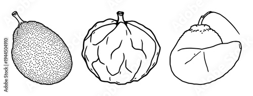 Jackfruit set with flat vector icon of whole edible tropical fruit featuring jackfruit, bold black borders, exotic fruit theme with vector and isolation