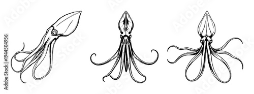 giant squid set with hand‑drawn scientific illustration style featuring antique etching, deep‑sea biology motif, white background with line art and vector