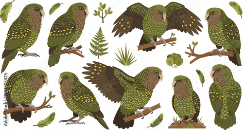 Kea parrot New Zealand alpine bird vector collection featuring green mountain parrots in flight and perched poses for wildlife nature and conservation illustration designs.