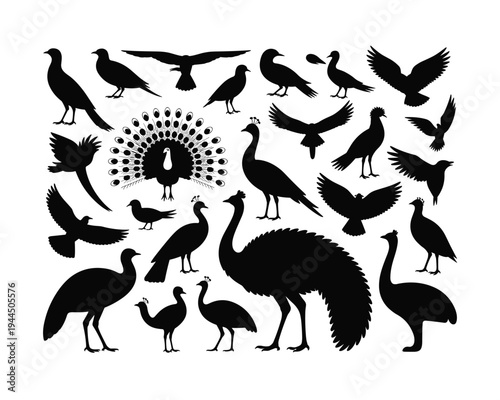 A collection of bird silhouettes including a peacock in black and white silhouette