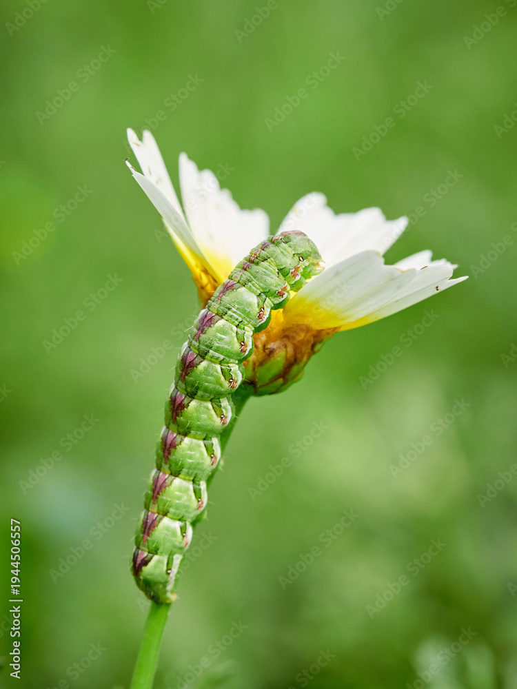 Fototapeta premium Huge caterpillar on a flower. Cucullia calendulae
