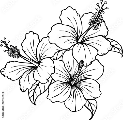 Hibiscus Flowers Outline Drawing Vector Illustration Tropical Botany 