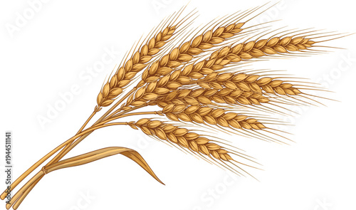 Golden wheat ears bundle vector illustration, ripe cereal grain barley spikelets isolated, organic agriculture harvest crop symbol, natural farming food ingredient design