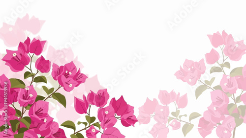 Vibrant pink bougainvillea flowers cascade across a white backdrop