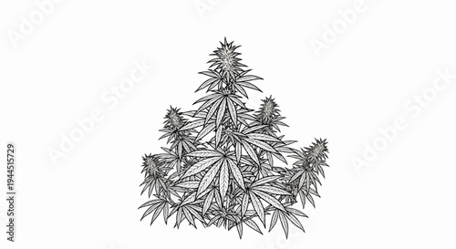 Detailed sketch of a flourishing cannabis plant with multiple buds and leaves
