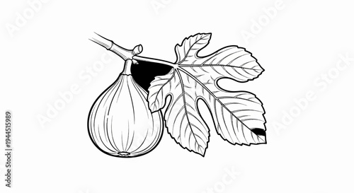Black and white line drawing of a single fig with a detailed leaf on a branch