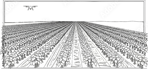 Drone surveys a vast, meticulously planted field of crops stretching to the horizon