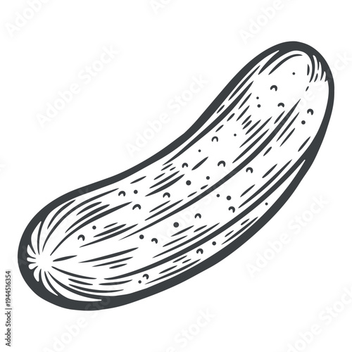 Cucumber single, long, whole, textured, lines, hand-drawn, black and white, graphic illustration, engraving isolated