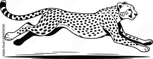 Black and white cheetah running to the right with spots and tail