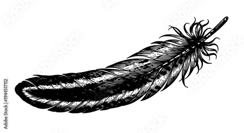 Feather black and white illustration with detailed quill and fluffy end featuring drawing, sketch, art with design and