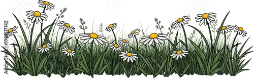 Border of white daisies with yellow centers and green grass blades