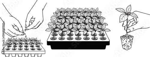 Depicting seed planting, seedling tray, and transplanting of young plants
