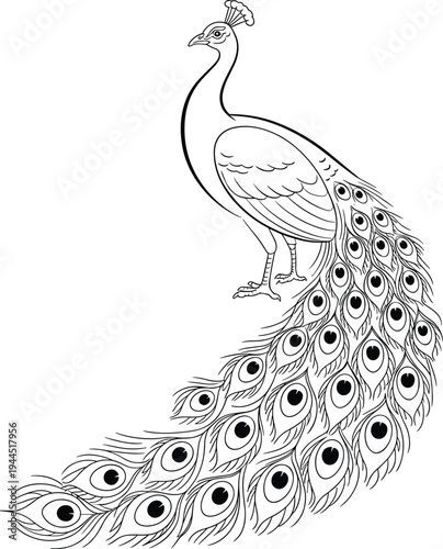 Black and white line of a peacock with spread tail feathers bird line feathers