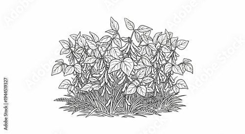 Line art depicts dense soybean plants with pods and grass