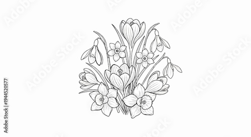 Delicate line drawing of a spring flower bouquet, featuring crocuses, daffodils, and snowdrops