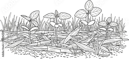 Delicate young plants sprout through scattered organic mulch and grasses