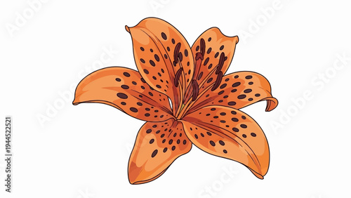 Vibrant orange lily with dark spots and delicate petals