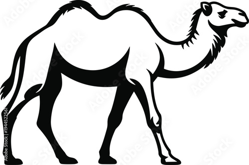 Black and white of a walking camel animal desert animal mammal