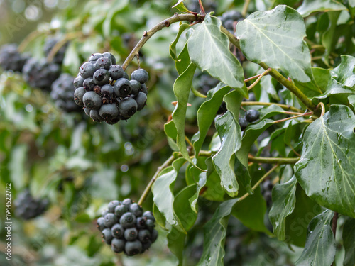 Ivy berries (Hedera helix) growing on branch in nature