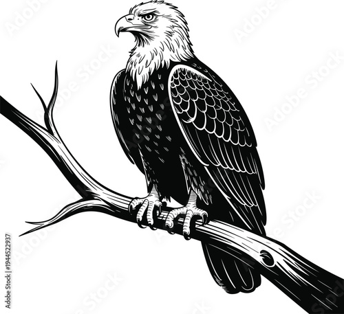 Black and white of eagle perched on branch bird tree