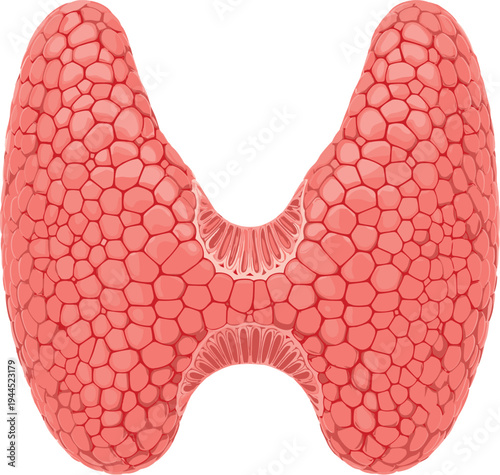 Human thyroid gland anatomy vector illustration, detailed endocrine organ structure with follicles cells texture, medical biology healthcare education concept isolated